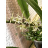 COLLECTION KAY ORCHID -  Eria javanica - DIVISION 3 BULBES