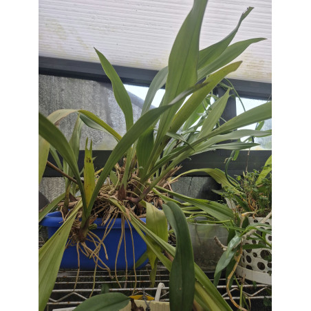 COLLECTION KAY ORCHID -  Eria javanica - DIVISION 3 BULBES