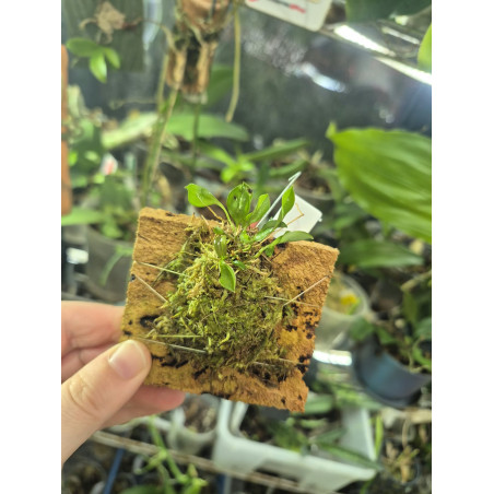 Scaphosepalum rapax