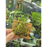 Scaphosepalum rapax