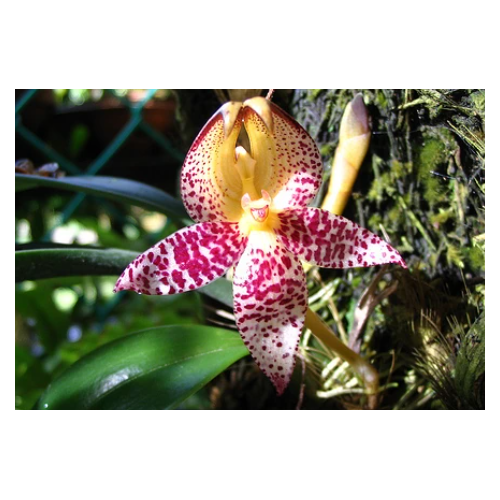 bulbophyllum macranthum