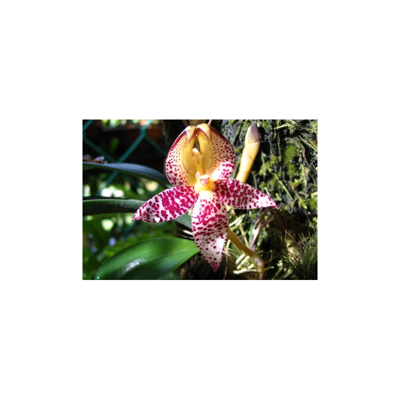 bulbophyllum macranthum