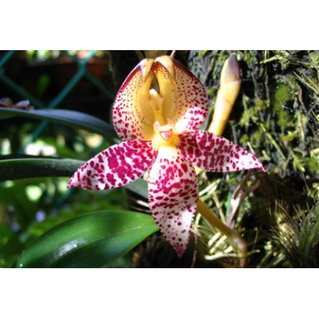 bulbophyllum macranthum