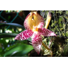 bulbophyllum macranthum