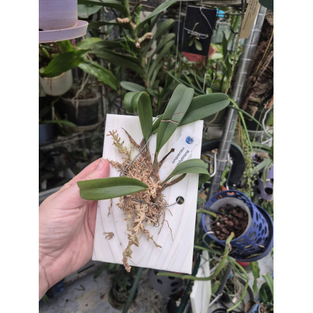 bulbophyllum macranthum