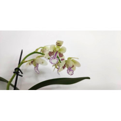 Phalaenopsis (Sedirea) japonica