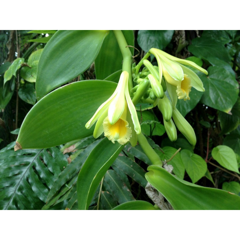 Vanilla planifolia