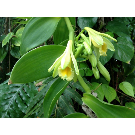 Vanilla planifolia