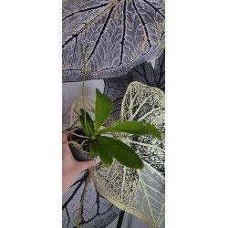 Phalaenopsis pallens