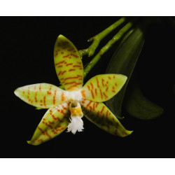 Phalaenopsis pallens