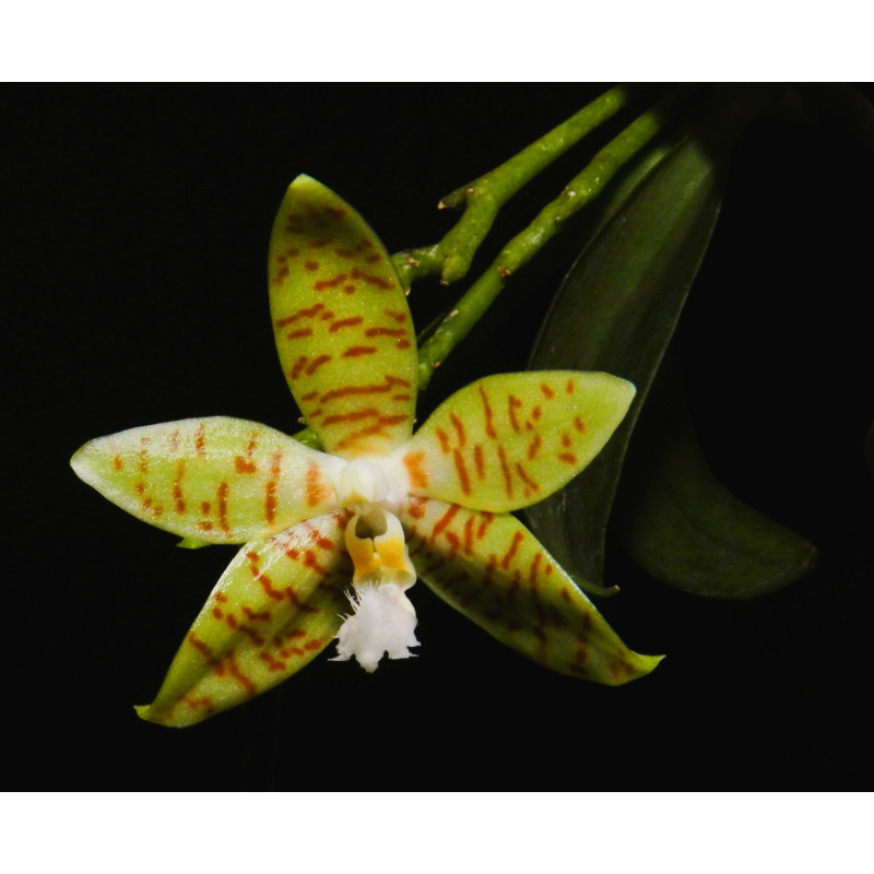 Phalaenopsis pallens