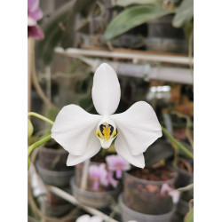 Phalaenopsis amabilis sabah