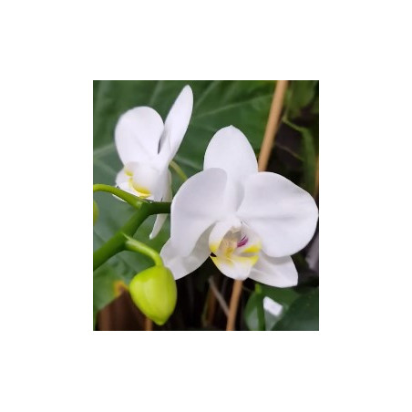 Phalaenopsis amabilis var formosana 'Snowflake' SM/JOGA