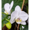 Phalaenopsis amabilis var formosana 'Snowflake' SM/JOGA
