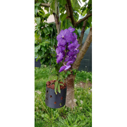 Kay Orchid Pot  - Wonder Vanda