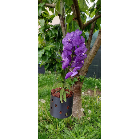 Kay Orchid Pot  - Wonder Vanda