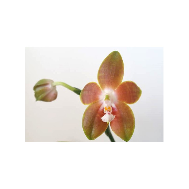 Flacon Orchidée / Orchid flask Phalaenopsis venosa Flacon Orchidée / Orchid flask Phalaenopsis venosa