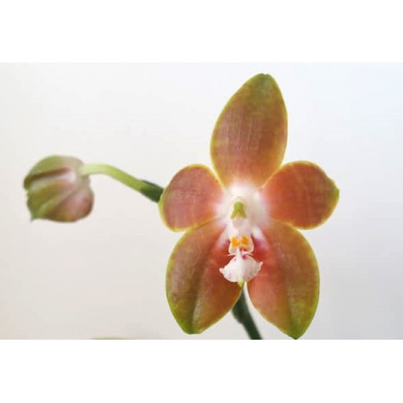 Flacon Orchidée / Orchid flask  Phalaenopsis venosa