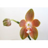 Flacon Orchidée / Orchid flask  Phalaenopsis venosa