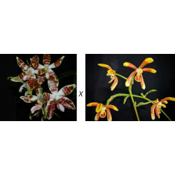 Flacon Orchidée / Orchid...