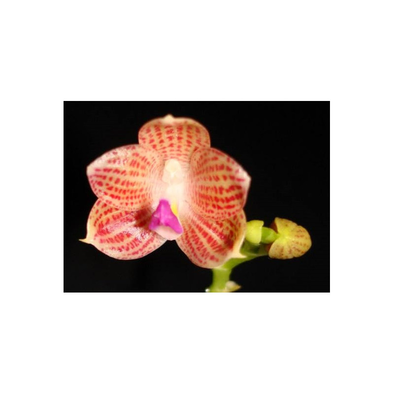 Phalaenopsis javanica