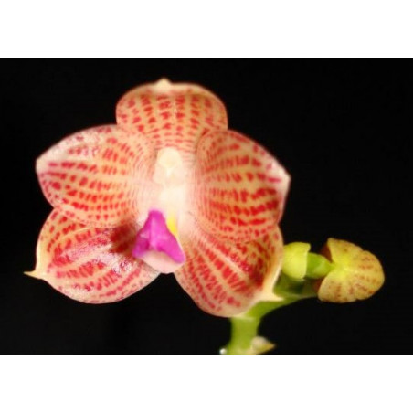 Phalaenopsis javanica