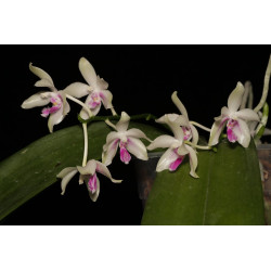 Phalaenopsis fimbriata