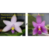 Phalaenopsis mentawaiensis coerulea x samera coerulea - Wanou dreams