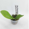 Phalaenopsis mentawaiensis coerulea x samera coerulea - Wanou dreams
