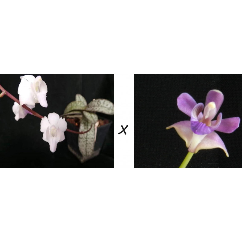 Flacon Orchidée / Orchid flask phalaenopsis pulcherrima marmorata var alba x pulcherrima coerulea Flacon Orchidée / Orchid flask phalaenopsis pulcherrima marmorata var alba x pulcherrima coerulea