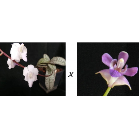 Flacon Orchidée / Orchid flask phalaenopsis pulcherrima marmorata var alba x pulcherrima coerulea