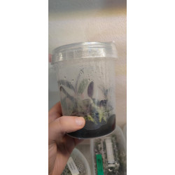 Flacon Orchidée / Orchid flask phalaenopsis pulcherrima marmorata var alba x pulcherrima coerulea
