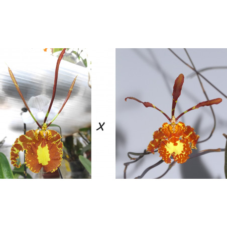 Psychopsis papilio x versteegianum - Pavane