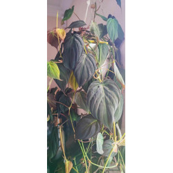 Philodendron Micans