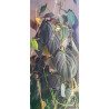 Philodendron Micans