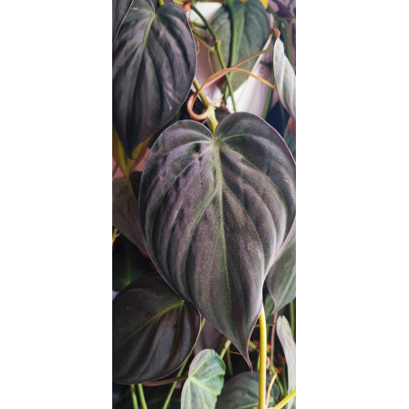 Philodendron Micans