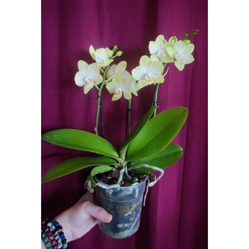 De la sphaigne pour mes Phalaenopsis