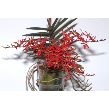 renanthera monachica