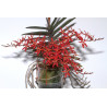 renanthera monachica