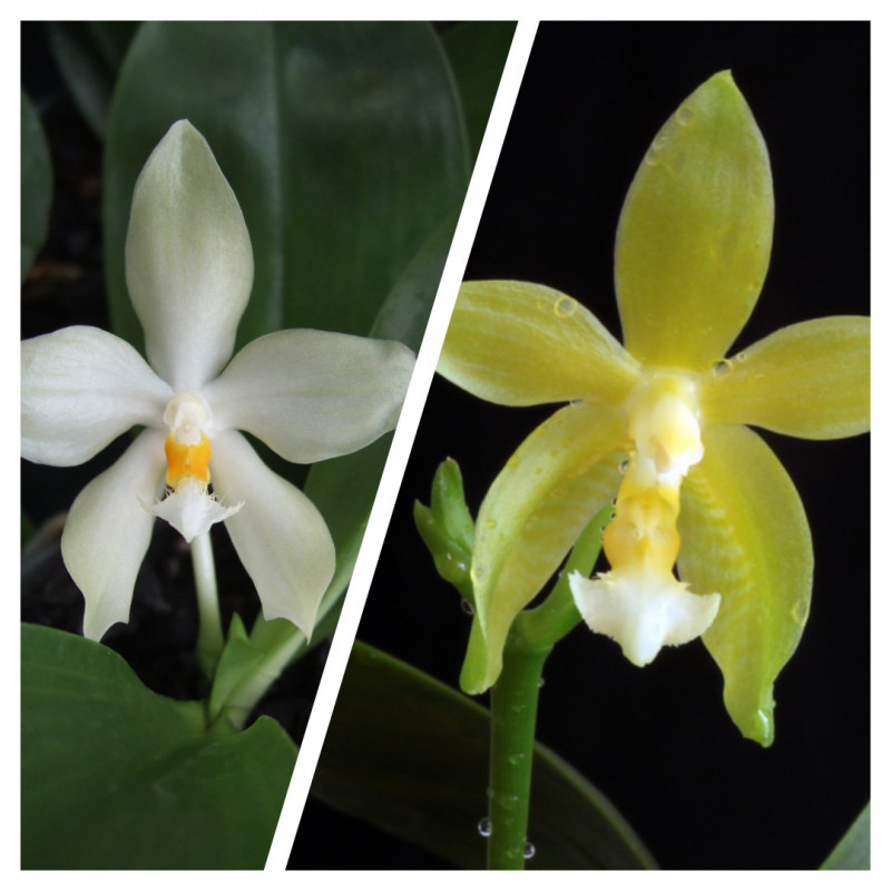 Flacon Orchidée / Orchid flask phalaenopsis (micholitzii x mannii flava