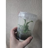 Flacon Orchidée / Orchid flask phalaenopsis speciosa purple x coerulea