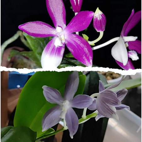 Flacon Orchidée / Orchid flask phalaenopsis speciosa purple x coerulea
