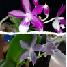 Flacon Orchidée / Orchid flask phalaenopsis speciosa purple x coerulea