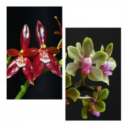 Phalaenopsis cornu-cervi...