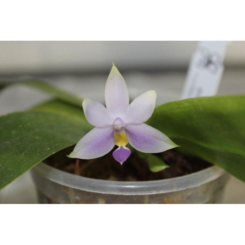Phalaenopsis violacea blue malaisia