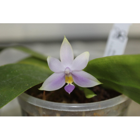 Phalaenopsis violacea blue malaisia