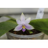 Phalaenopsis violacea blue malaisia