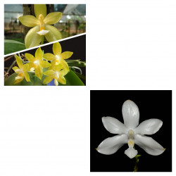 Phalaenopsis valentinii...