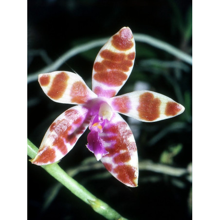 Phalaenopsis mariae