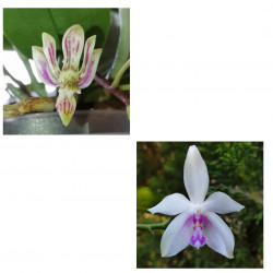 Phalaenopsis Finleyi x...